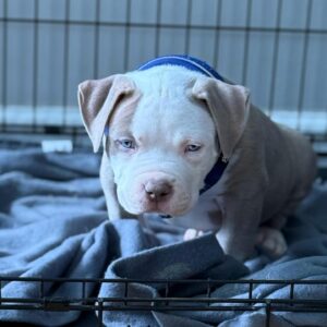 American Pitbull