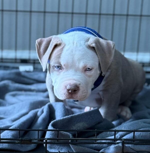 American Pitbull