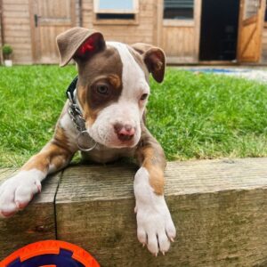 Female American Pitbull