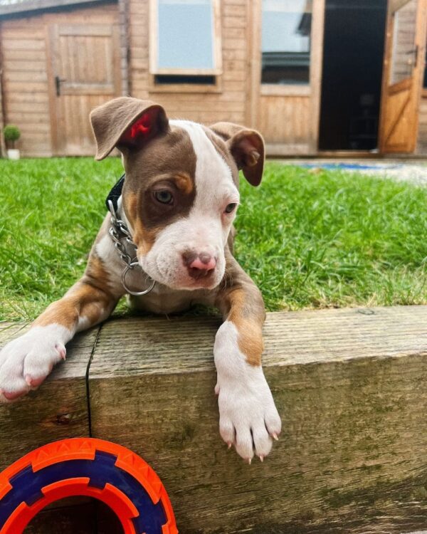Female American Pitbull